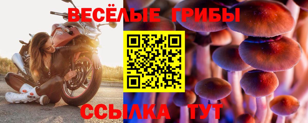 Галлюциногенные грибы Cubensis Ржев